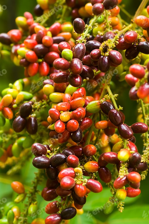 Preview: Herb Fruit Of Lepisanthes Rubiginosa Tree.