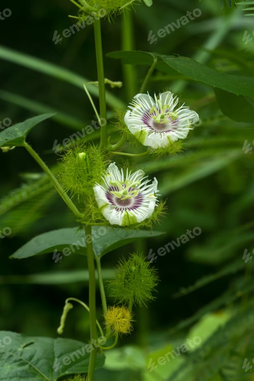 Preview: Close Up Of The Passion Fruit Flower. (Passiflora Edulis Sims)
