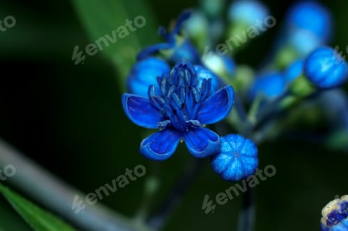 Preview: Blue Wild Flowers. (Dichroa Febrifuga Lour. Hydrangeaceae)