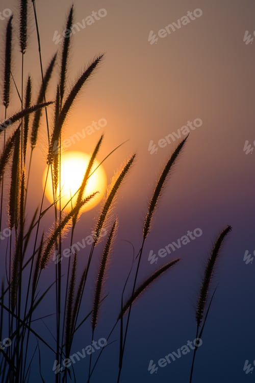 Preview: Silhouette Of Desho Flower Grass With Big Sun.