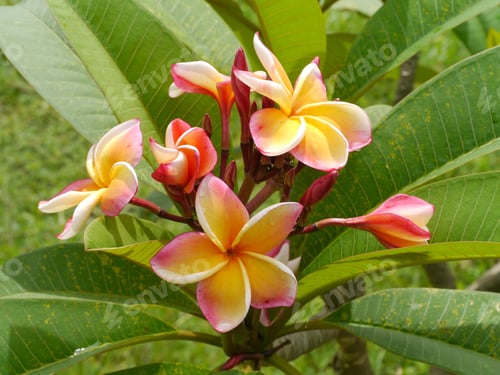 Preview: Frangipani Flower On The Tree.