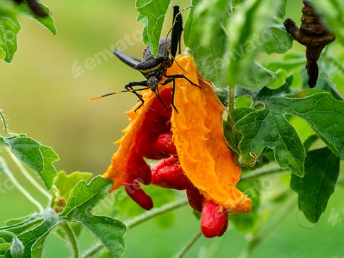 Preview: Close Up Orange Seeds Of Bitter Cucumber Plant.
