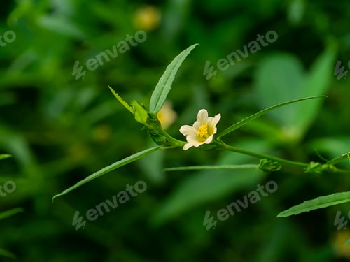 Preview: Close Up Yellow Flower With Leaves On Blur Background.