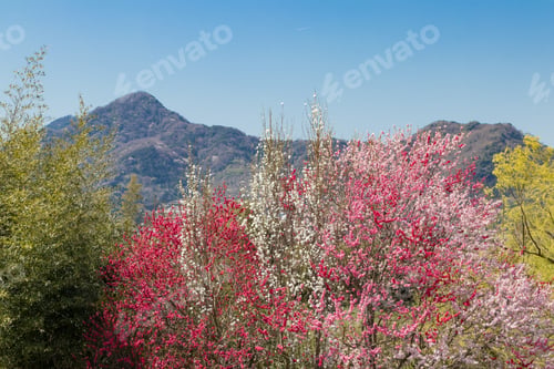 Preview: Spring Tree Flower Peach