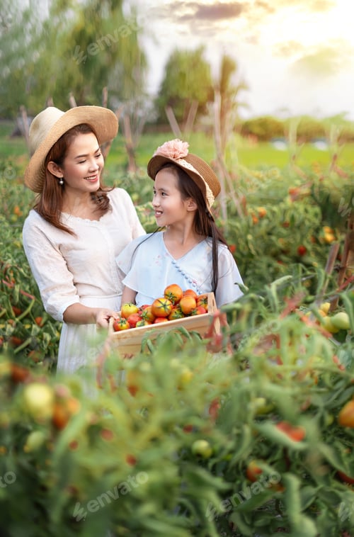 Preview: Asian Pretty Woman With Red Tomatoes, Harvesting Fresh Vegetables In Garden