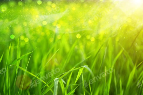 Preview: Green Grass And Light.