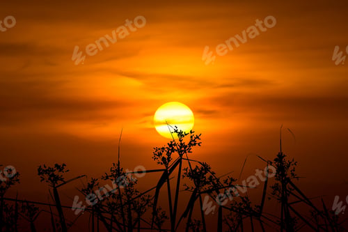 Preview: Silhouette Flower Grass With Big Sun On The Orange Sky.