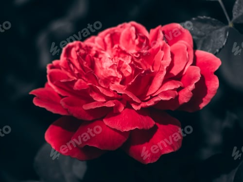 Preview: Close Up Of Damask Rose Flower On Darky Background. (Rosa Damascena)
