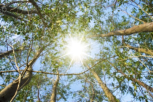 Preview: Blur Image Of Tree With Sunlight.