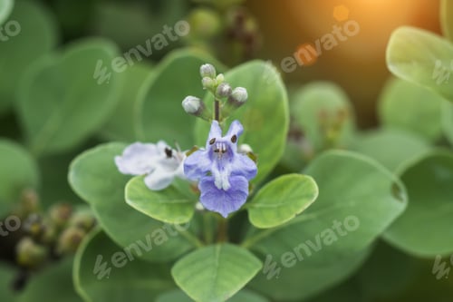 Preview: Close Up Of Vitex Trifolia Linn Or Indian Privet Plant.
