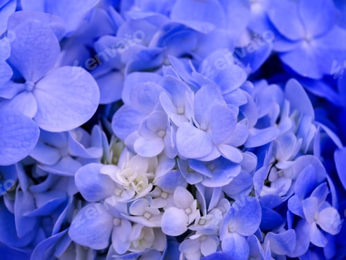 Preview: Blue Hydrangea Flower.