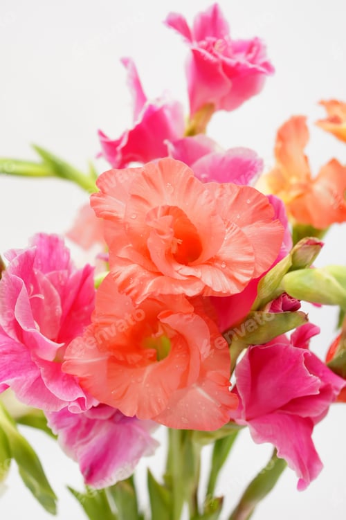 Preview: Close Up Of Gladiolus Flower
