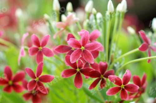 Preview: Red And Pink Of Rangoon Creeper Flower. (Quisqualis Indica L.)