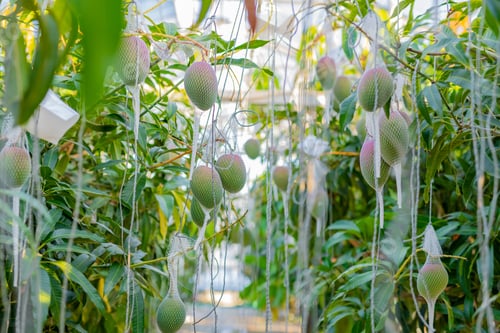 Preview: Mango Field In Vinyl House