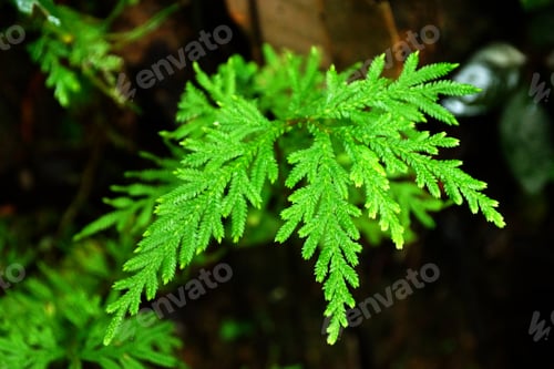 Preview: Green Leaf Of Fern In The Forest.