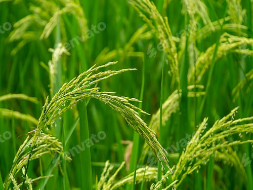 Preview: Close Up Rice Flower With Blur Background.