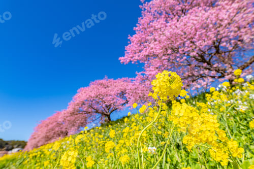 Preview: Kawazu Cherry Blossoms In Minamiizu-Cho, Kamo-Gun, Shizuoka Prefecture
