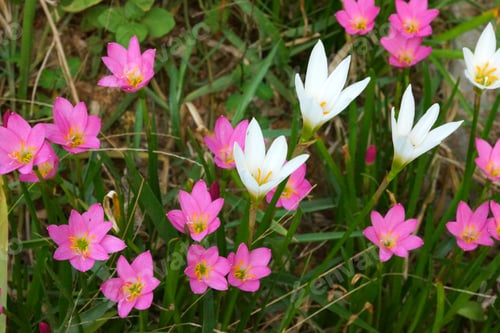 Preview: Beautiful Rain Lily Flower. (Zephyranthas Sp.)