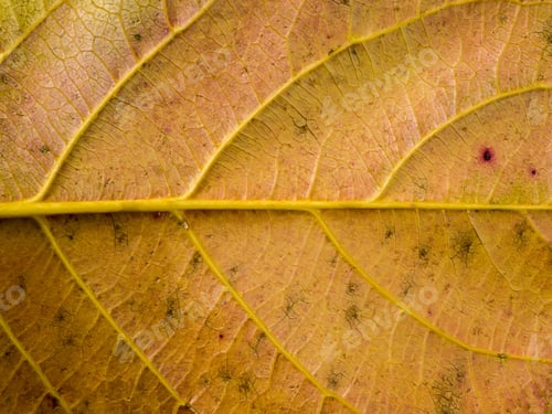 Preview: Close Up Fall Leaf Wallpaper.
