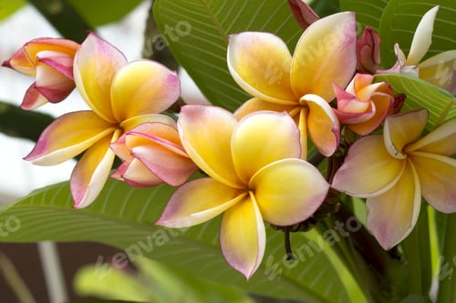 Preview: Frangipani Flower On The Tree.