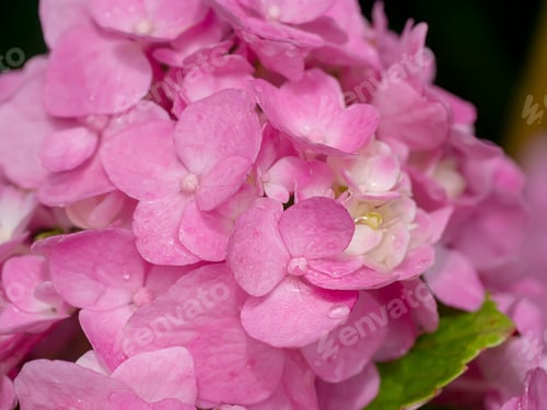 Preview: Macro Image, Close Up Pink Hydrangea Flower.