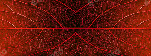 Preview: Texture Of Autumn Leaves Background.