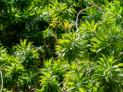 Preview: Close Up Song Of Jamaica Leaves. (Dracaena Reflexa (Decne.) Lam.)