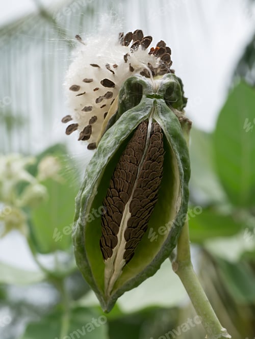 Preview: Calotropis Gigantea Seeds On Tree.