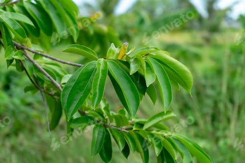 Preview: Close Up Soursop Leaves On Tree. (Annona Muricata)