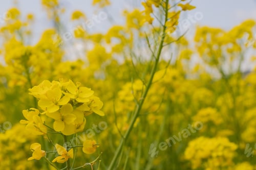 Preview: Beautiful Rape Blossoms