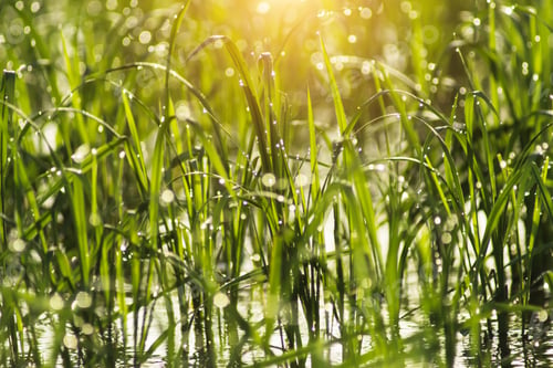 Preview: Rice Plant And Water Droplet With Light Bokeh.