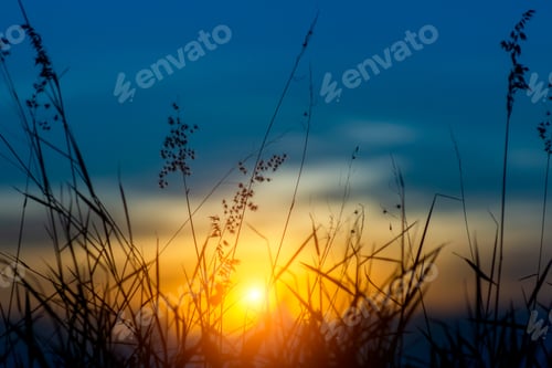 Preview: Silhouette Of Flower Grass In The Summer With Sunset And Blue Sky Background