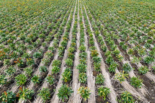 Preview: Spring Japanese Star Anise (Shikimi) Field
