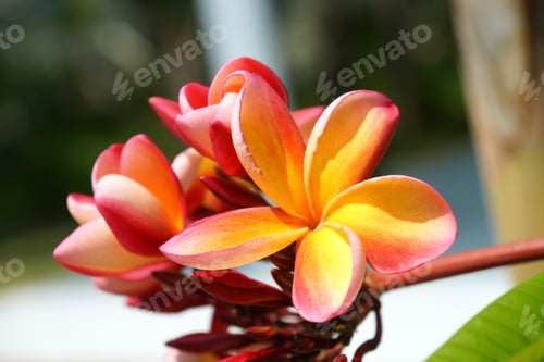 Preview: Frangipani Flower.