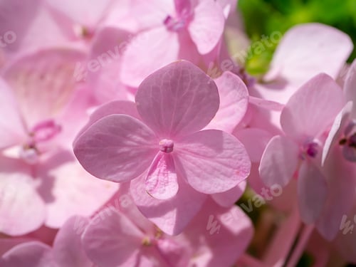 Preview: Macro Image, Close Up Pink Hydrangea Flower.