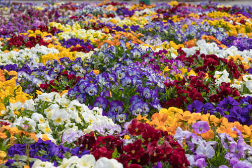 Preview: Flowers In The Flower Bed
