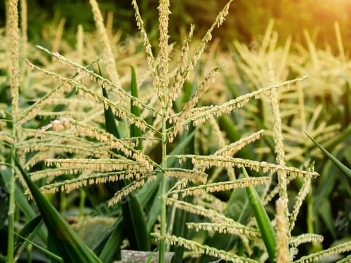 Preview: Close Up Of Corn Flower With Sunlight