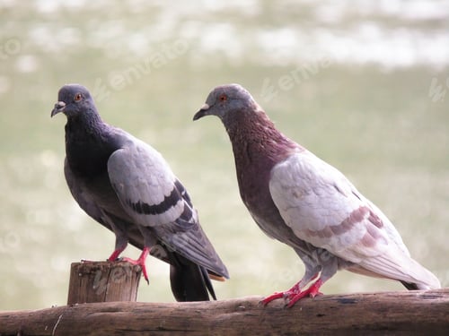 Preview: Twin Birds Are On A Wooden Bridge Along The Lake.