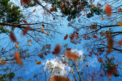 Preview: Fall In The Forest
