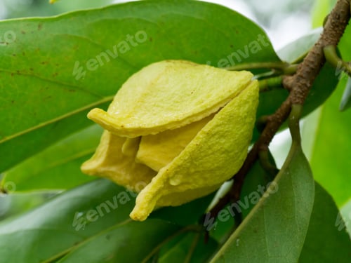 Preview: Soursop Or Prickly Custard Apple Flower. (Annona Muricata L.) Treatment Of Cancer.