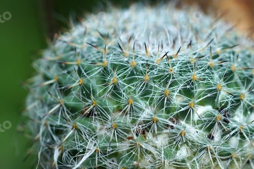 Preview: Close Up Of Cactus Spines