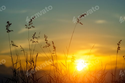 Preview: Silhouette Of Flower Grass In The Summer With Sunset Background