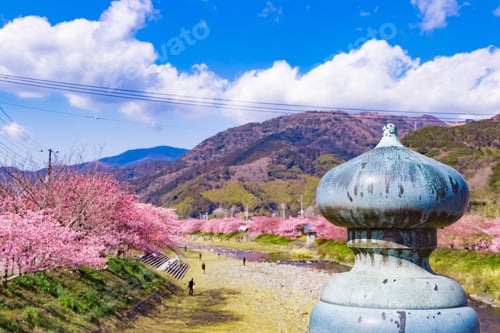 Preview: Beautiful Cherry Blossoms In Kawazu Town