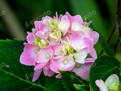Preview: Close Up Pink Hydrangea Flower.
