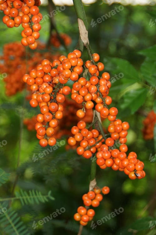 Preview: Orange Fruit And Green Leaves Of Fan Palm. (Scientific Name Licuala Grandis H. Wendl.)