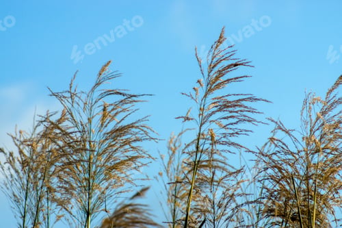 Preview: Flower Grass With Blue Sky.
