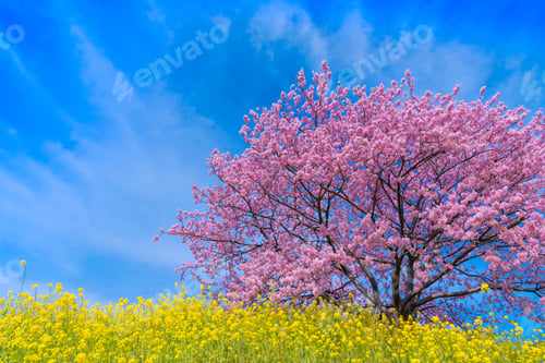 Preview: Kawazu Cherry Blossoms In Minamiizu-Cho, Kamo-Gun, Shizuoka Prefecture