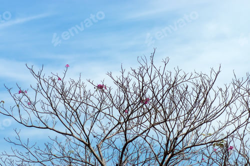 Preview: Pink Trumpet Tree With Sky. (Tabebuia Rosea Tree)