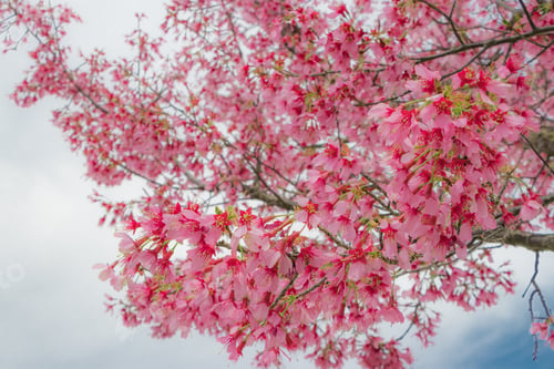 Preview: Cherry Blossoming Business Park