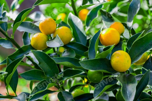 Preview: Scenery With The Kumquat